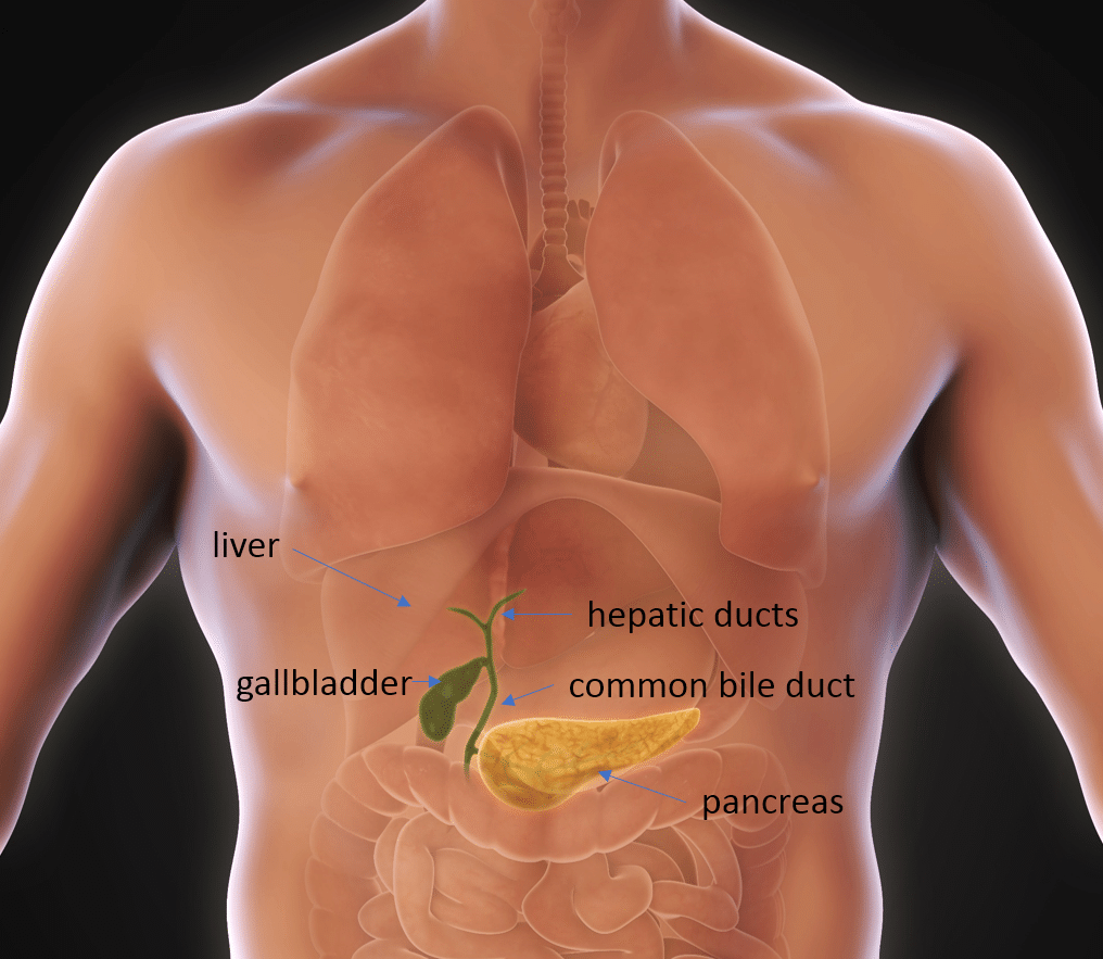 Anatomy of abdominal organs